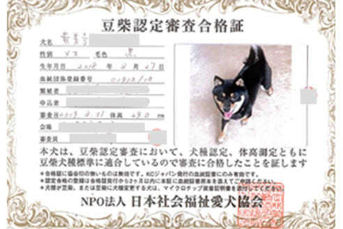 販売中の豆柴の親犬
